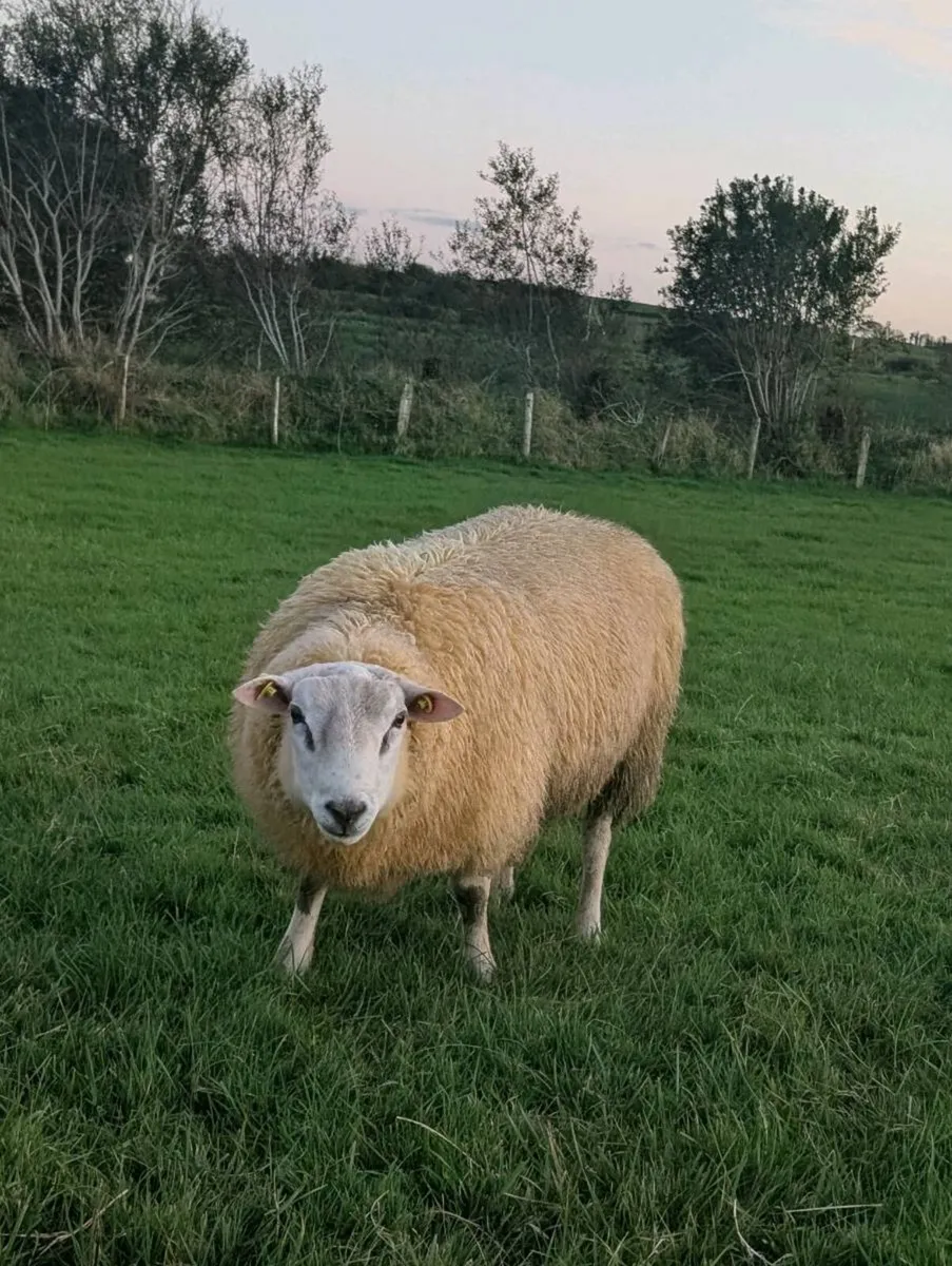 Pedigree Belclare Rams, SIS - Image 1