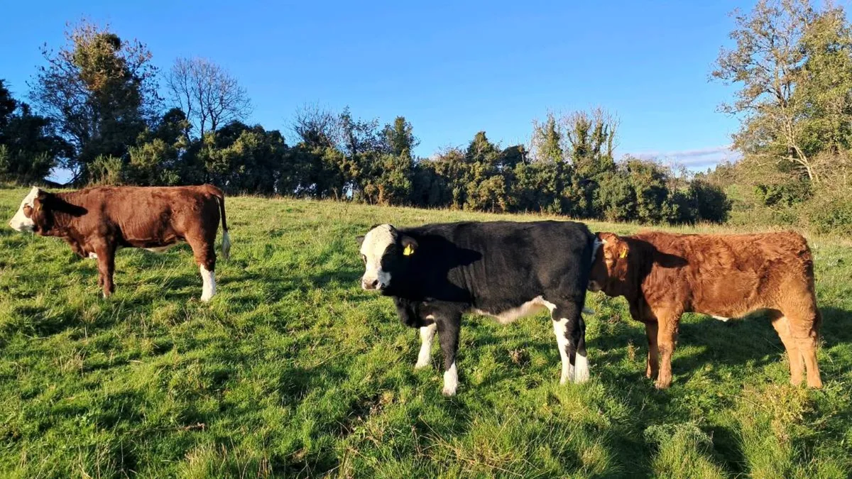 Organic Weanlings - Image 1