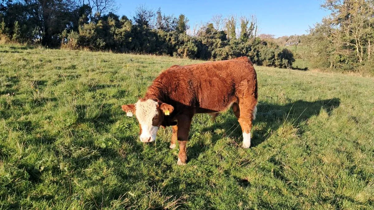 Organic Weanlings - Image 2