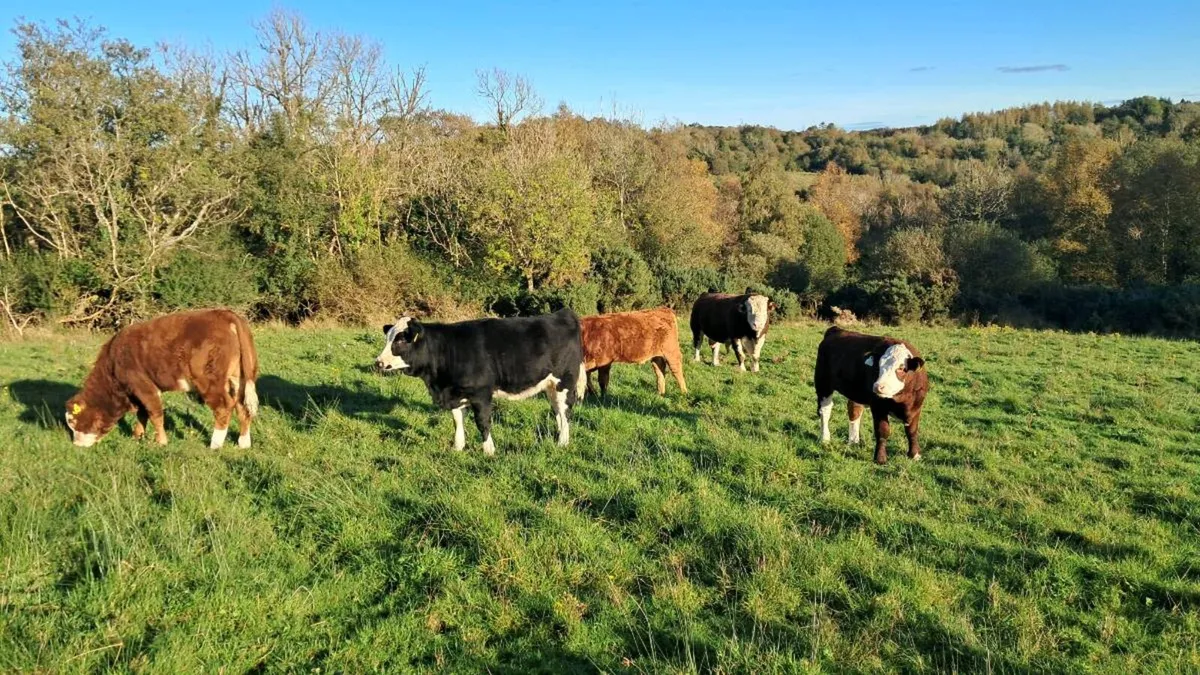 Organic Weanlings - Image 3