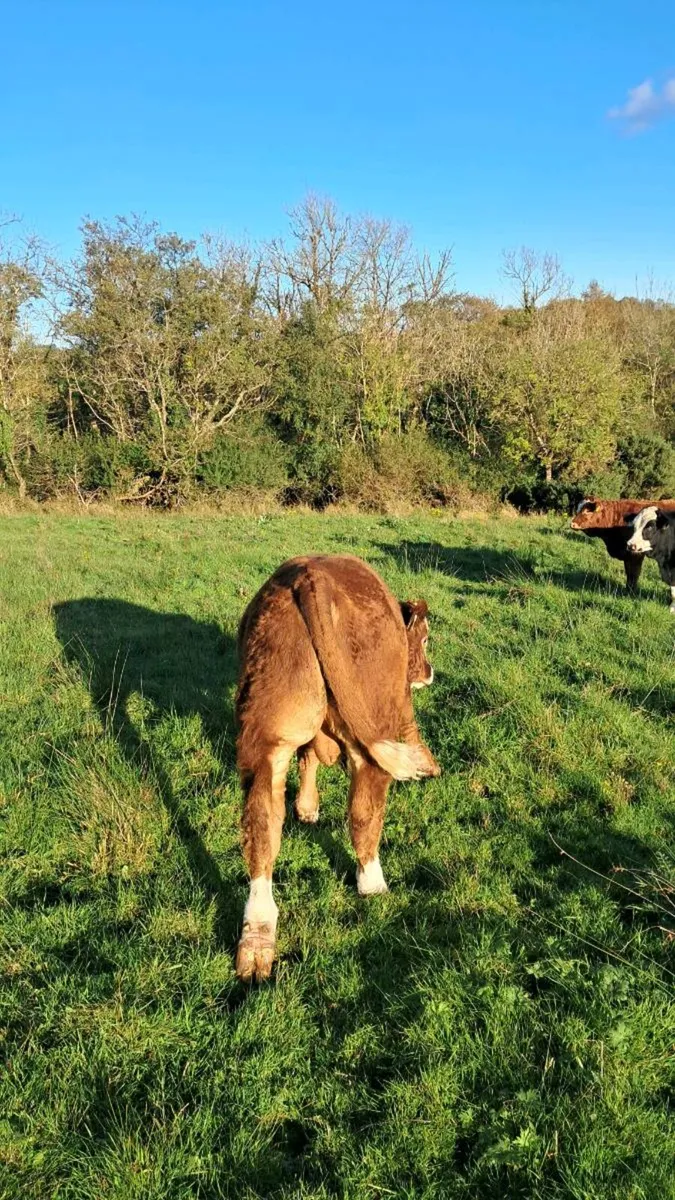 Organic Weanlings - Image 4