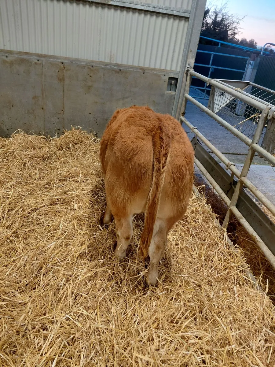 Exceptional Weanlings for Castlerea 22/10 - Image 2