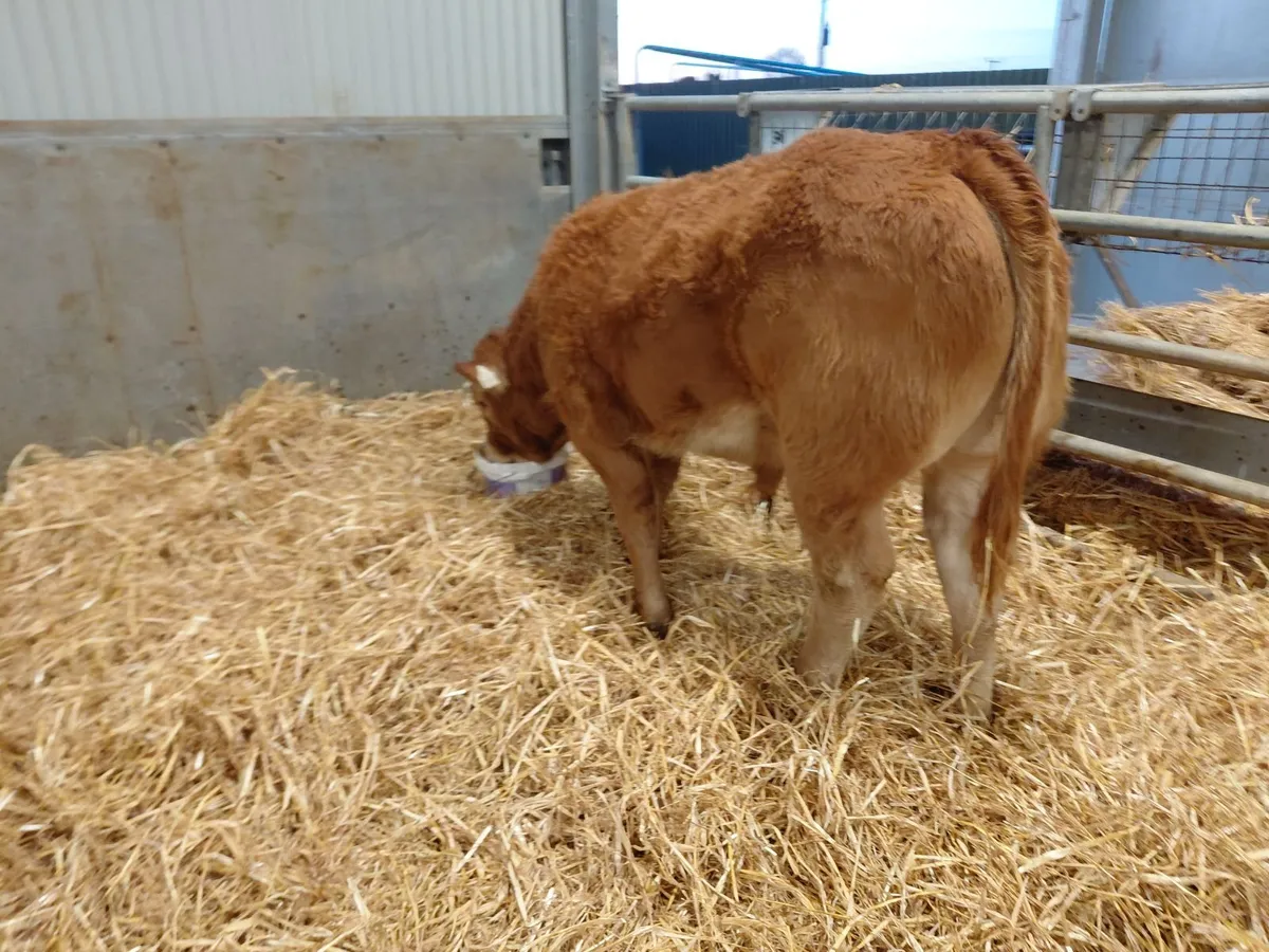 Exceptional Weanlings for Castlerea 22/10 - Image 3