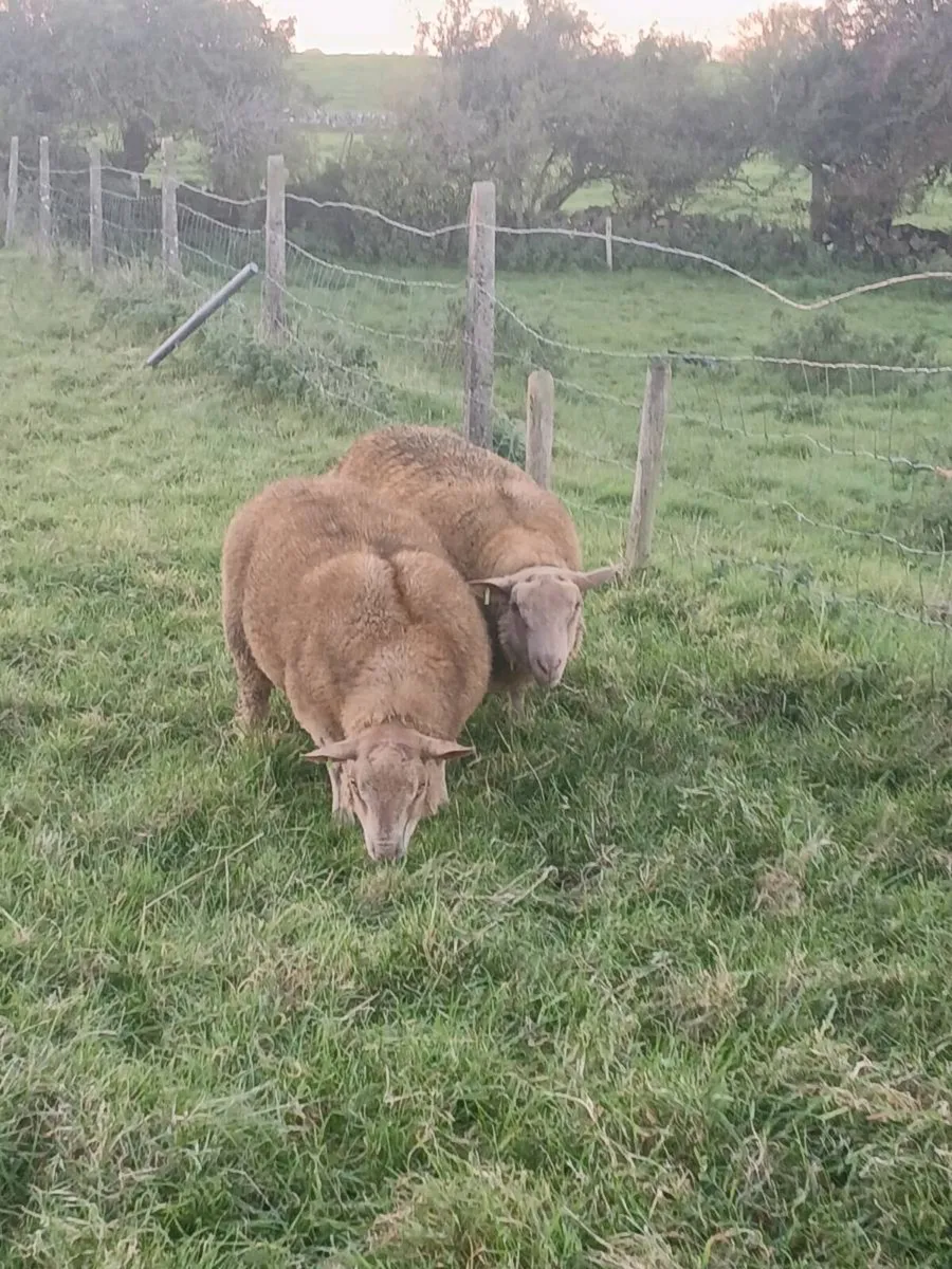Sheep - Image 2