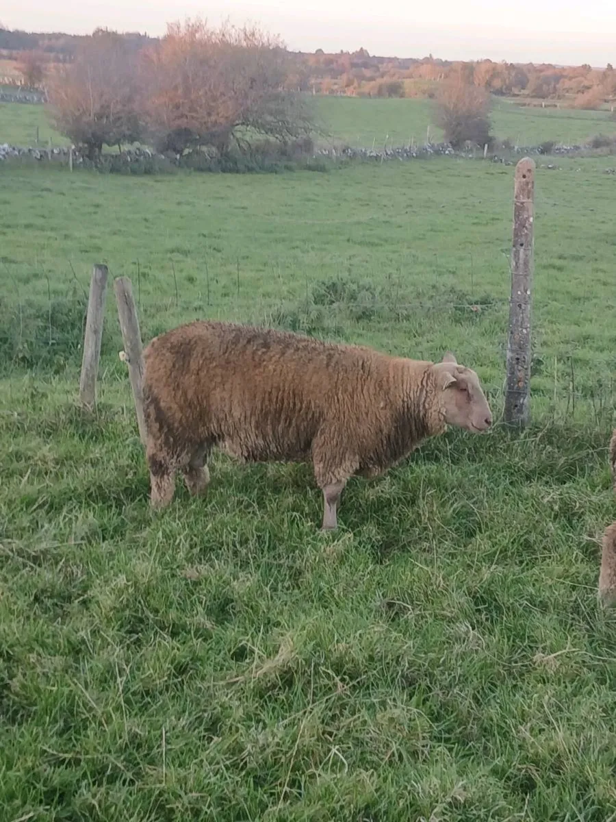 Sheep - Image 3