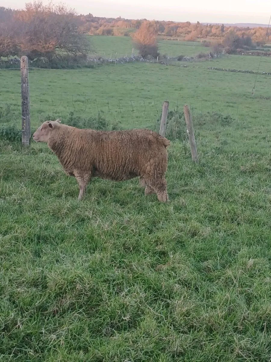 Sheep - Image 1