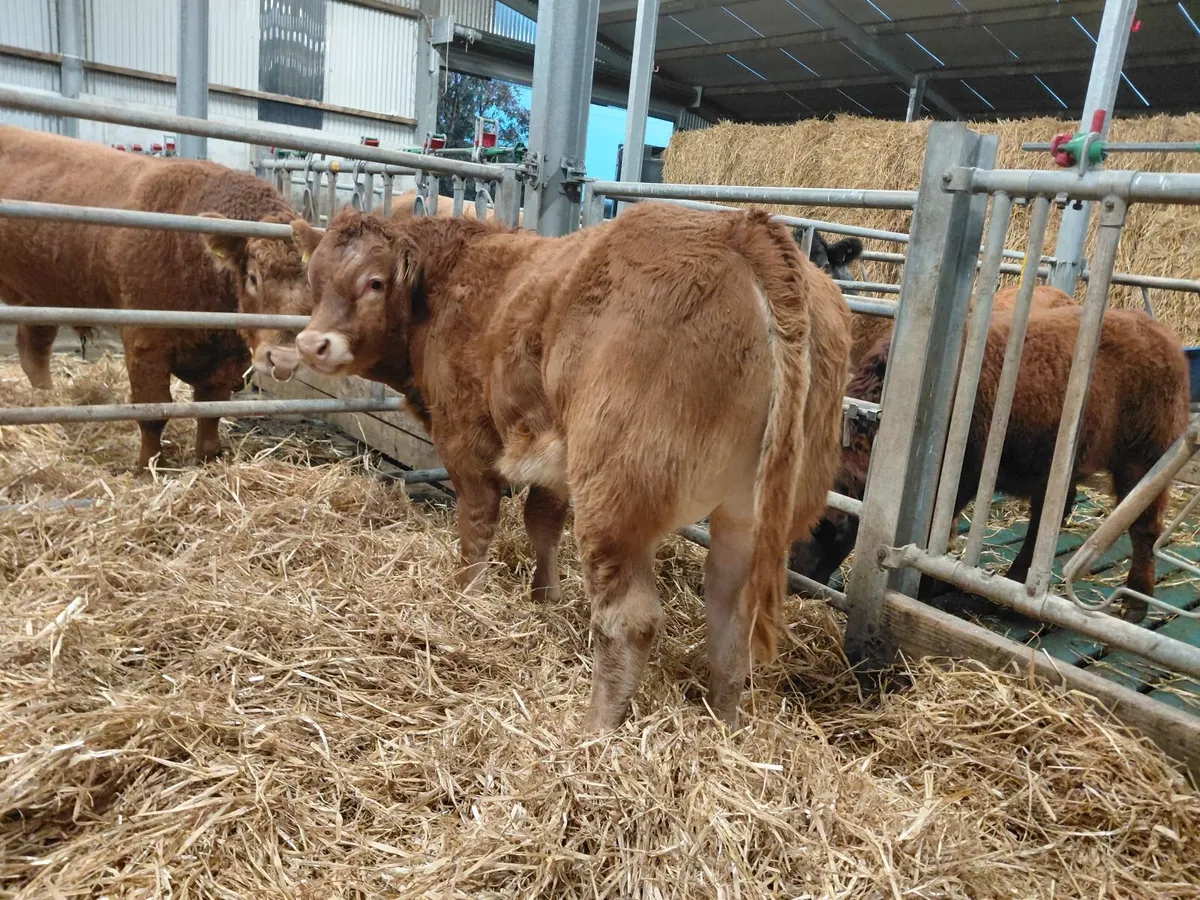 Exceptional Weanlings for Castlerea 22/10 - Image 1