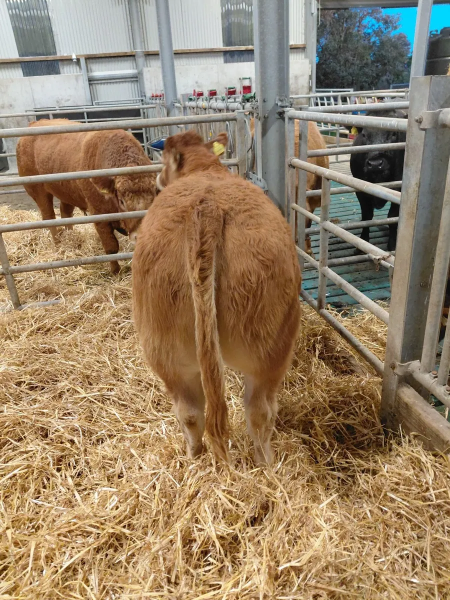 Exceptional Weanlings for Castlerea 22/10 - Image 4