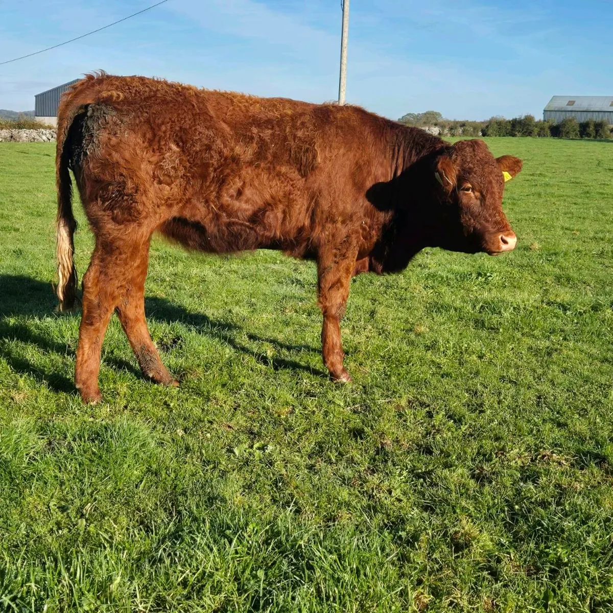 Breeding heifers - Image 3