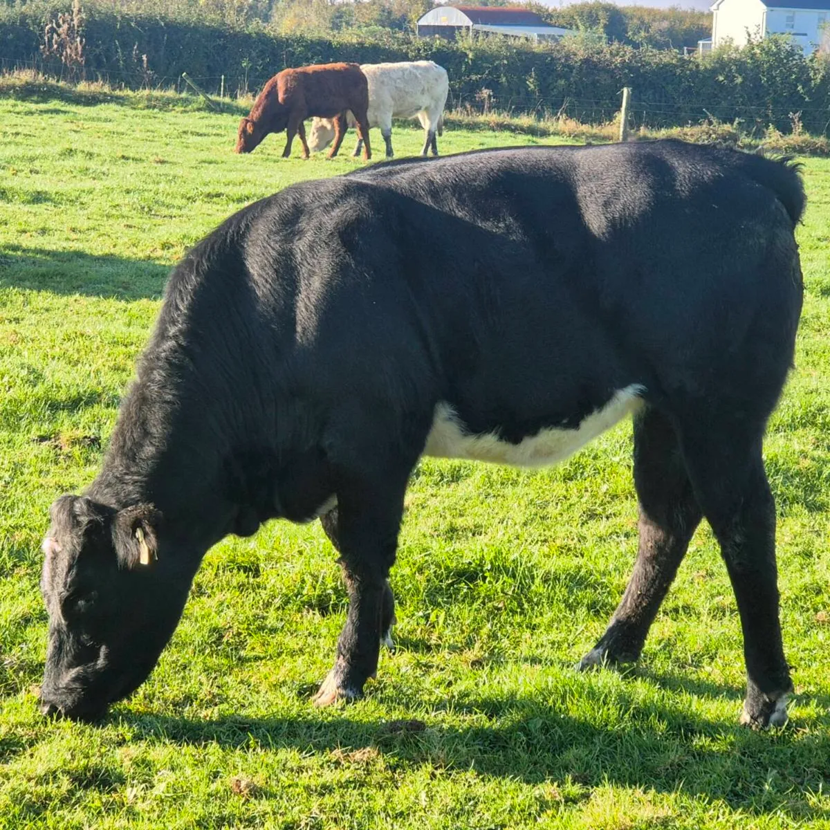 Breeding heifers - Image 4