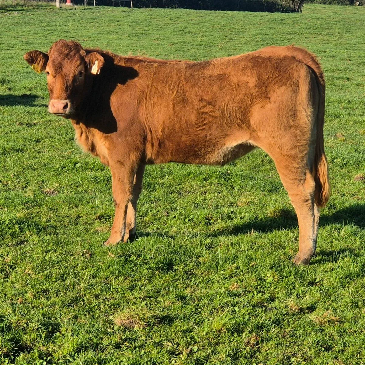 Breeding heifers - Image 1