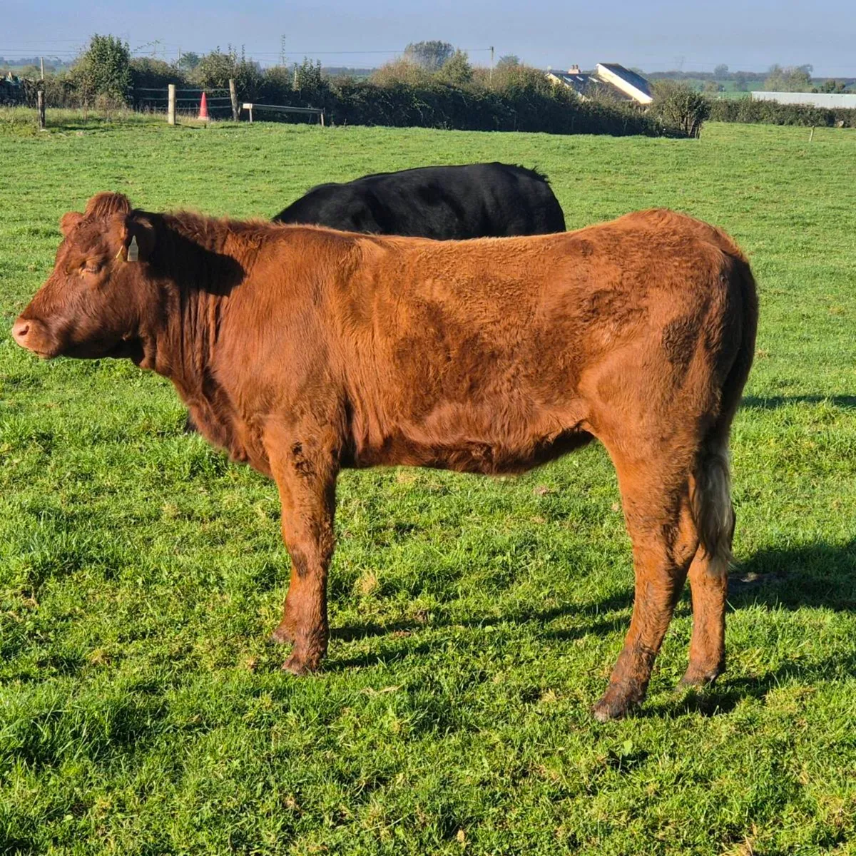 Breeding heifers - Image 2