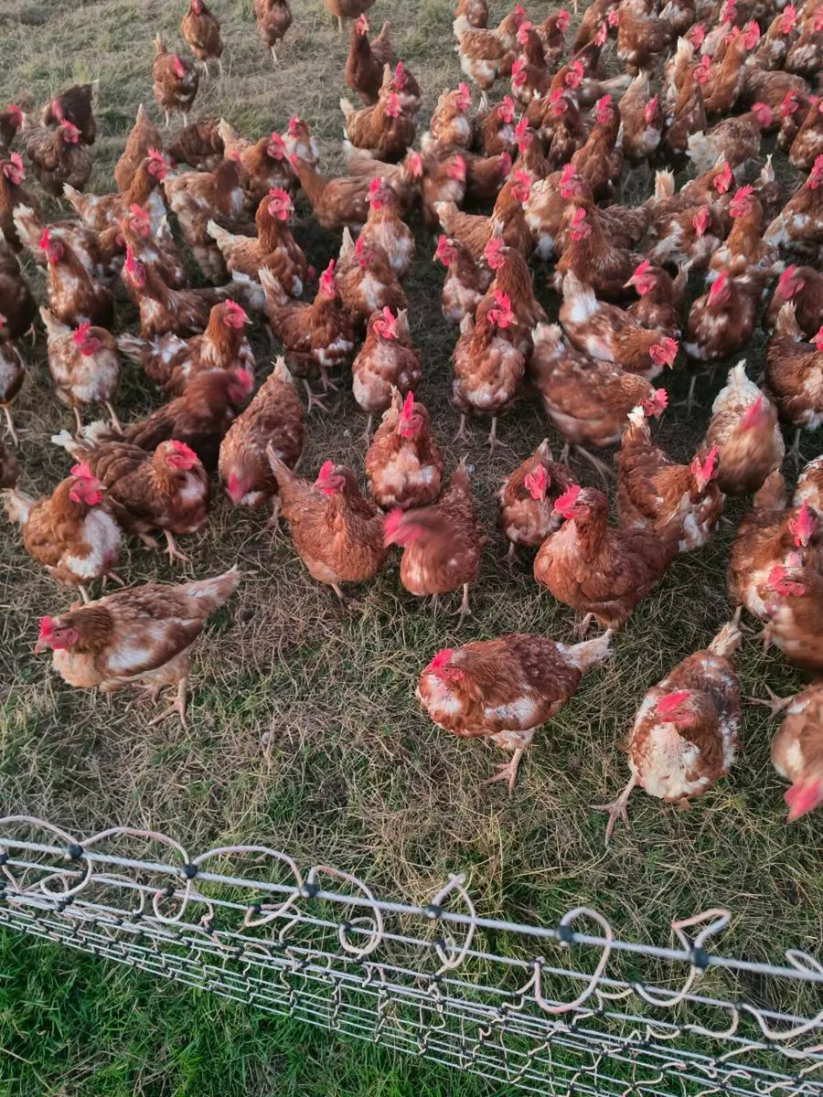 Hens