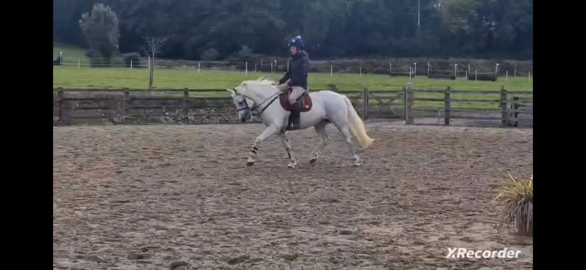 10year old connemara mare for Clifden Friday - Image 1