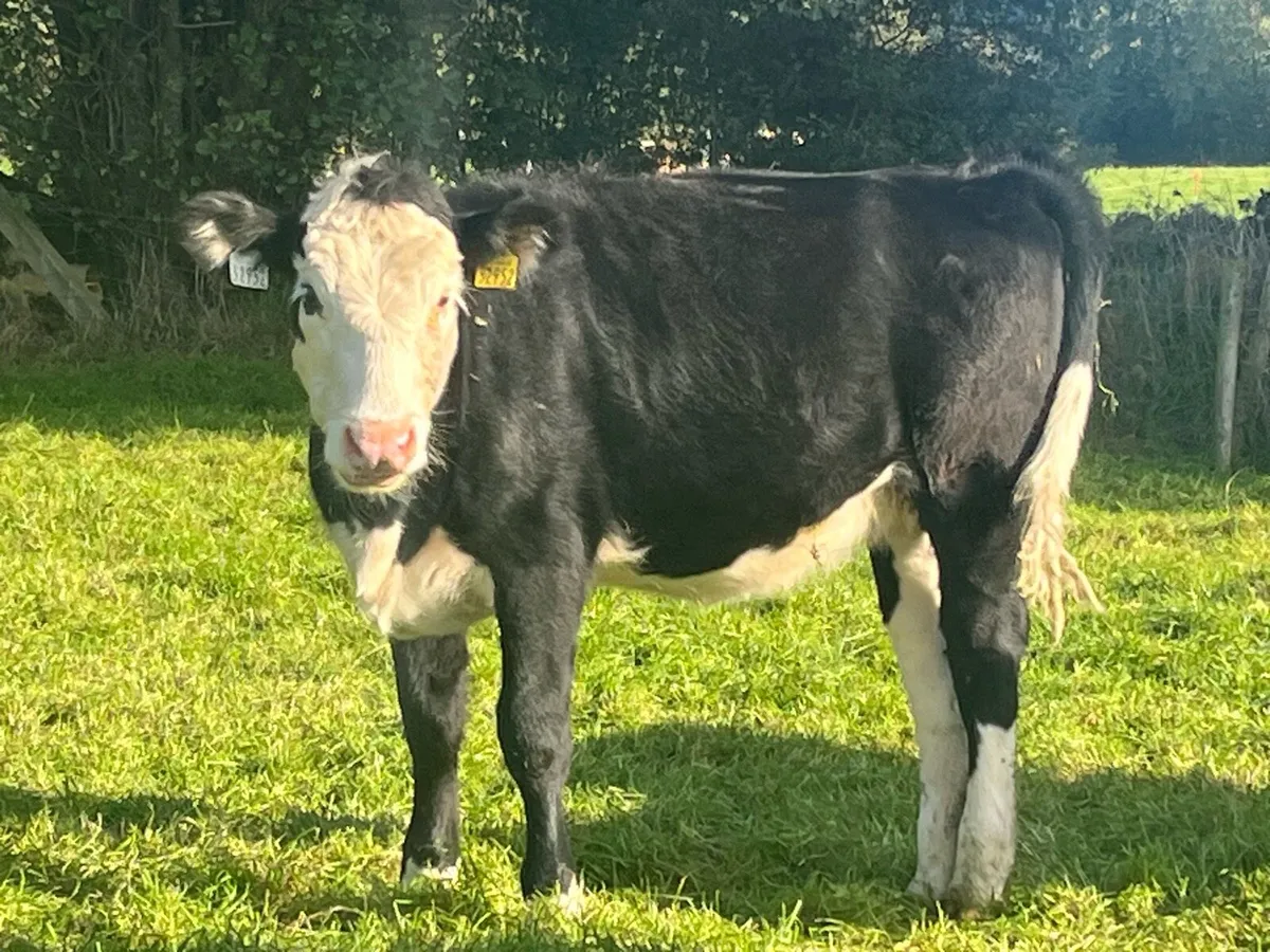 Beef weanling heifers - Image 2