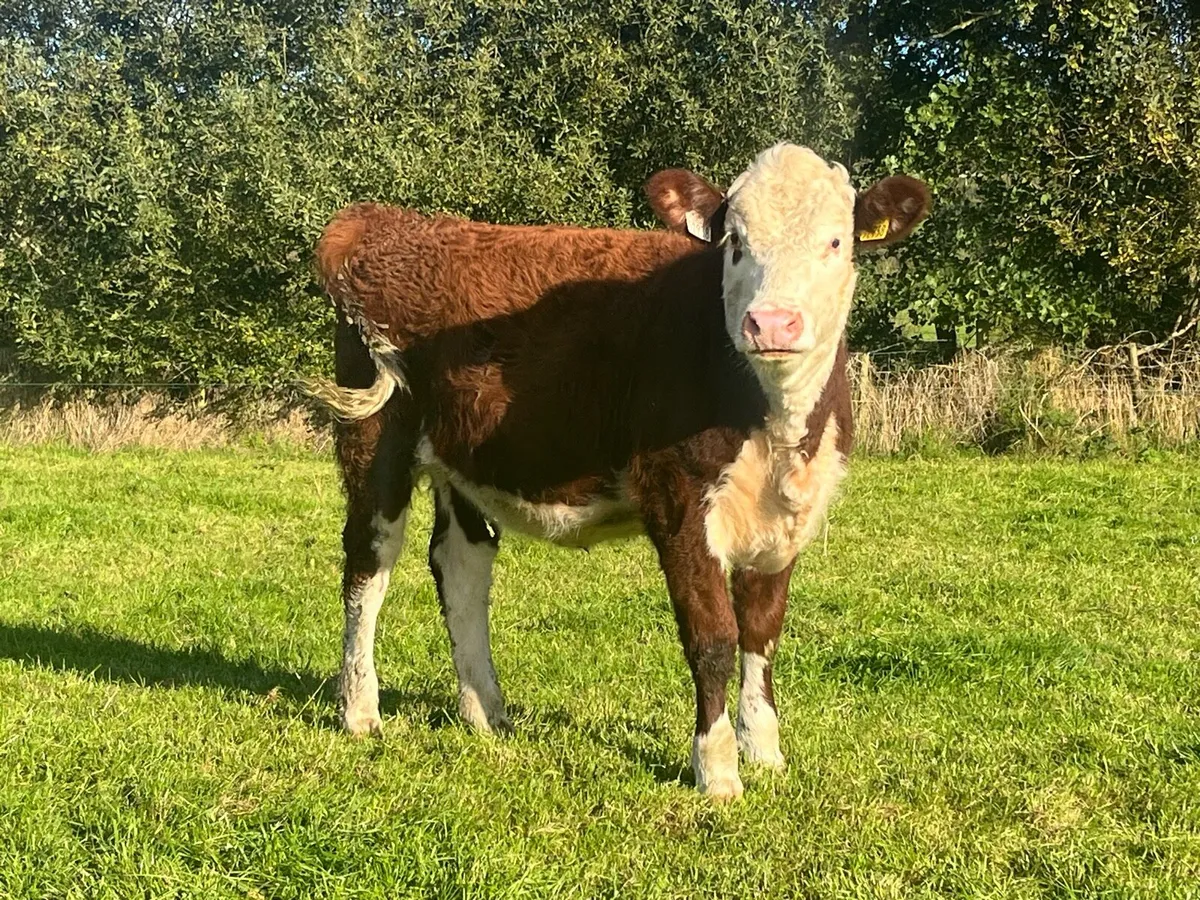 Beef weanling heifers - Image 1