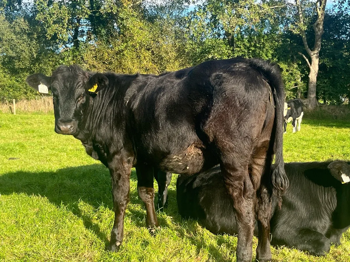 Beef weanling heifers - Image 3