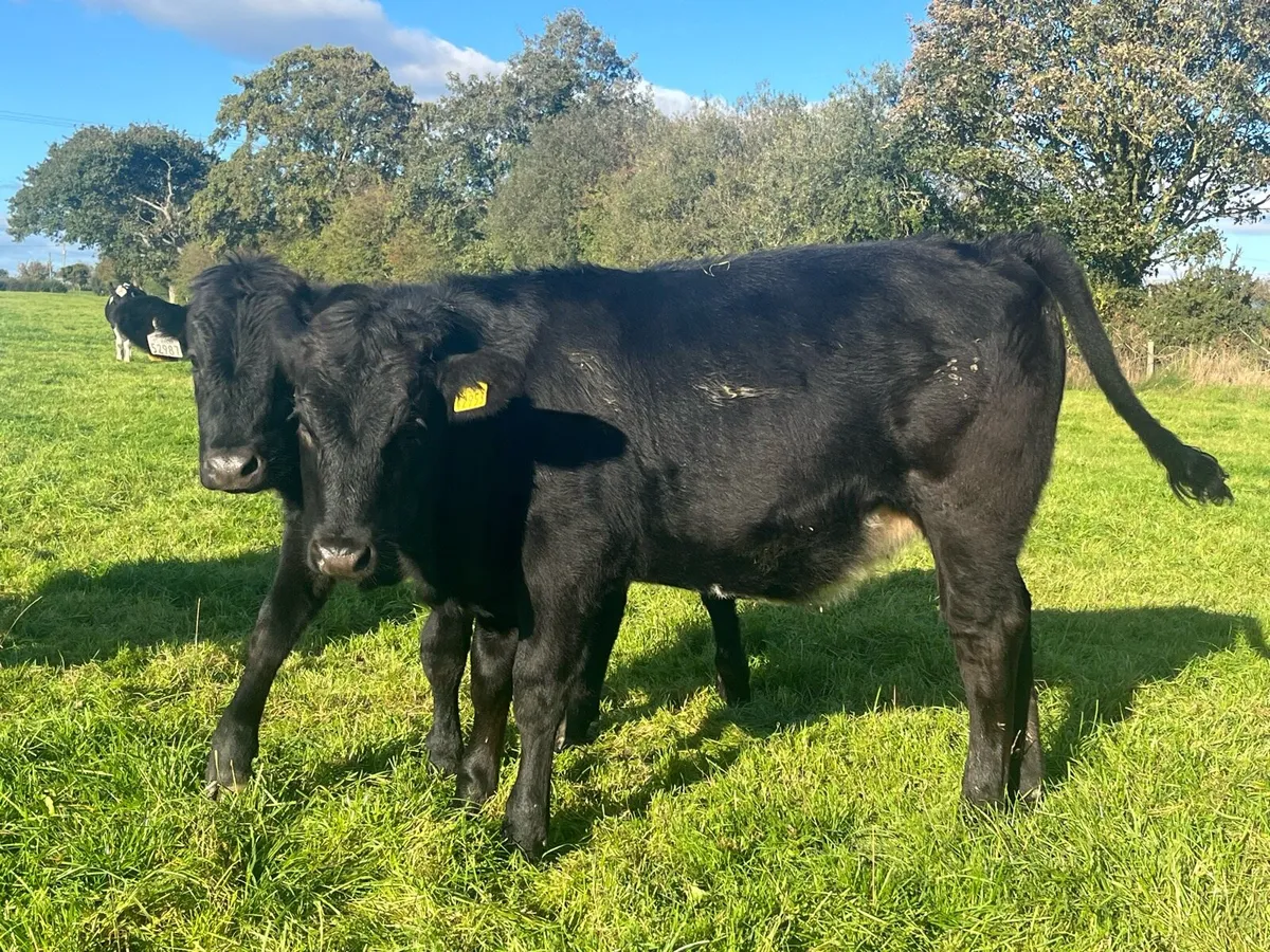 Beef weanling heifers - Image 4