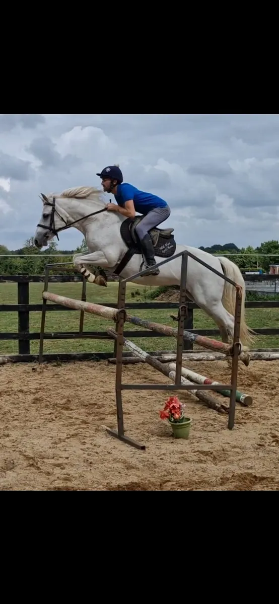 10year old connemara mare for Clifden Friday - Image 2