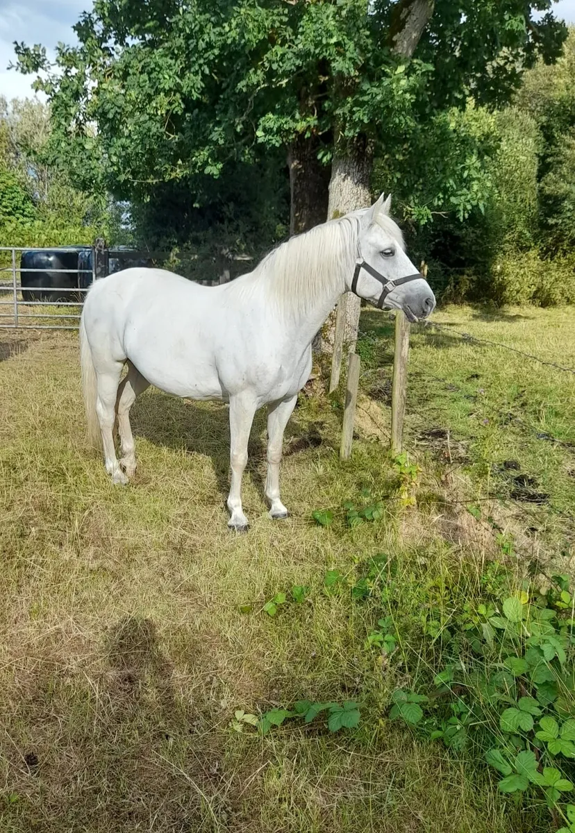10year old connemara mare for Clifden Friday - Image 3