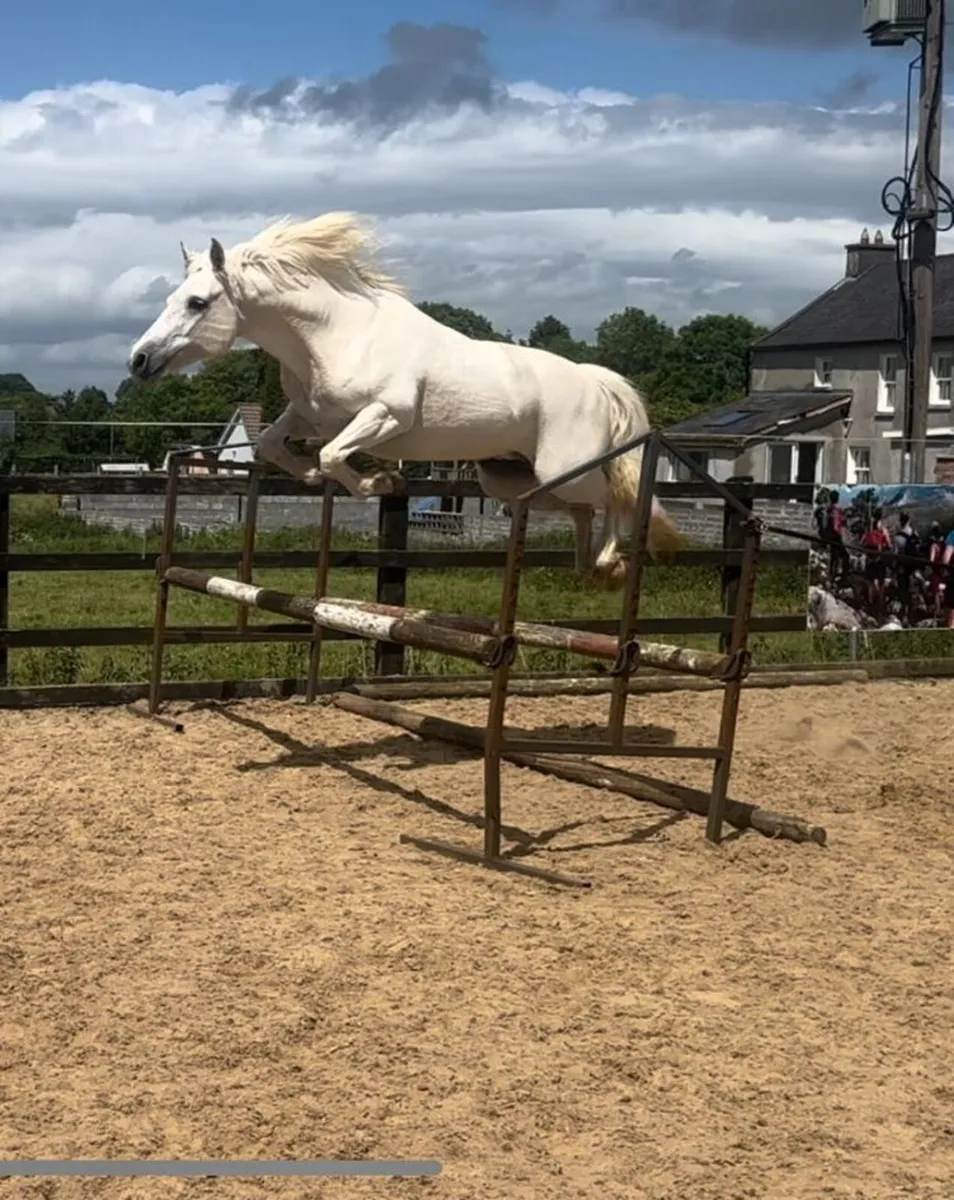 10year old connemara mare for Clifden Friday - Image 4