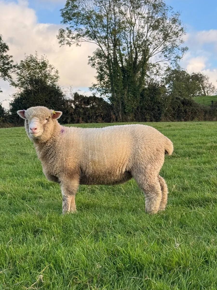 Dorset Ewe Lambs - Image 3