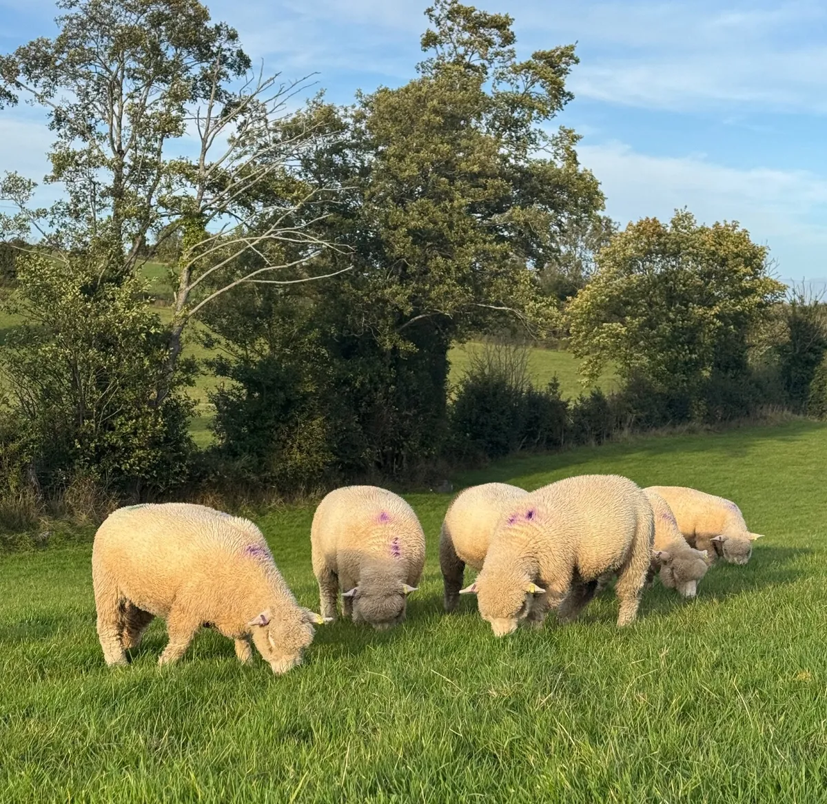 Dorset Ewe Lambs - Image 1