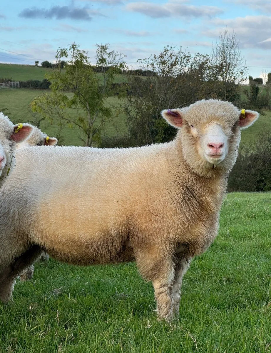 Dorset Ewe Lambs - Image 2