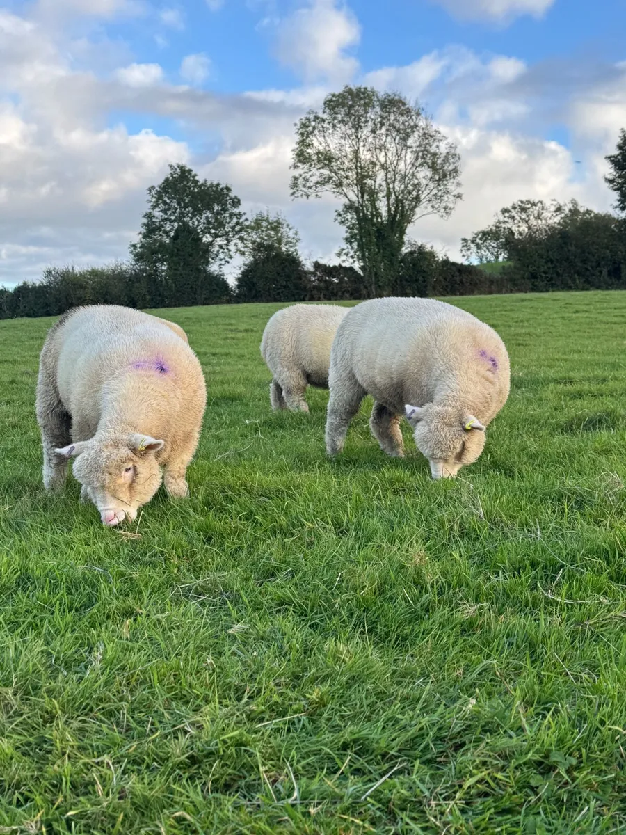Dorset Ewe Lambs - Image 4