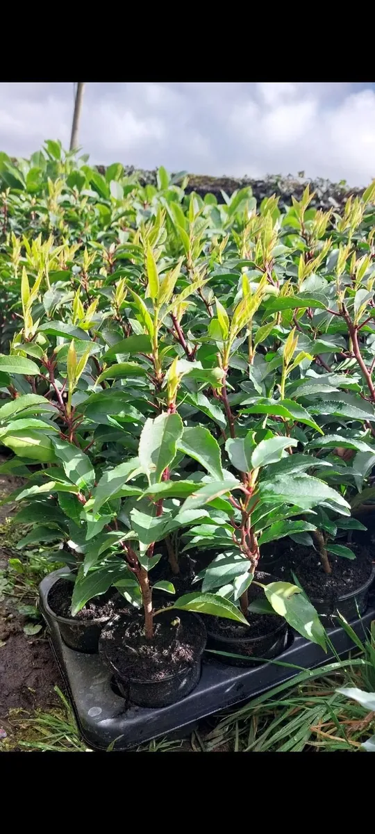 Portuguese Laurel - Image 1