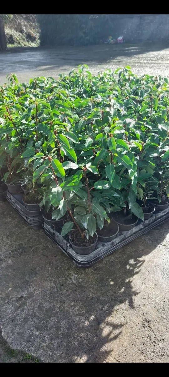 Portuguese Laurel - Image 2