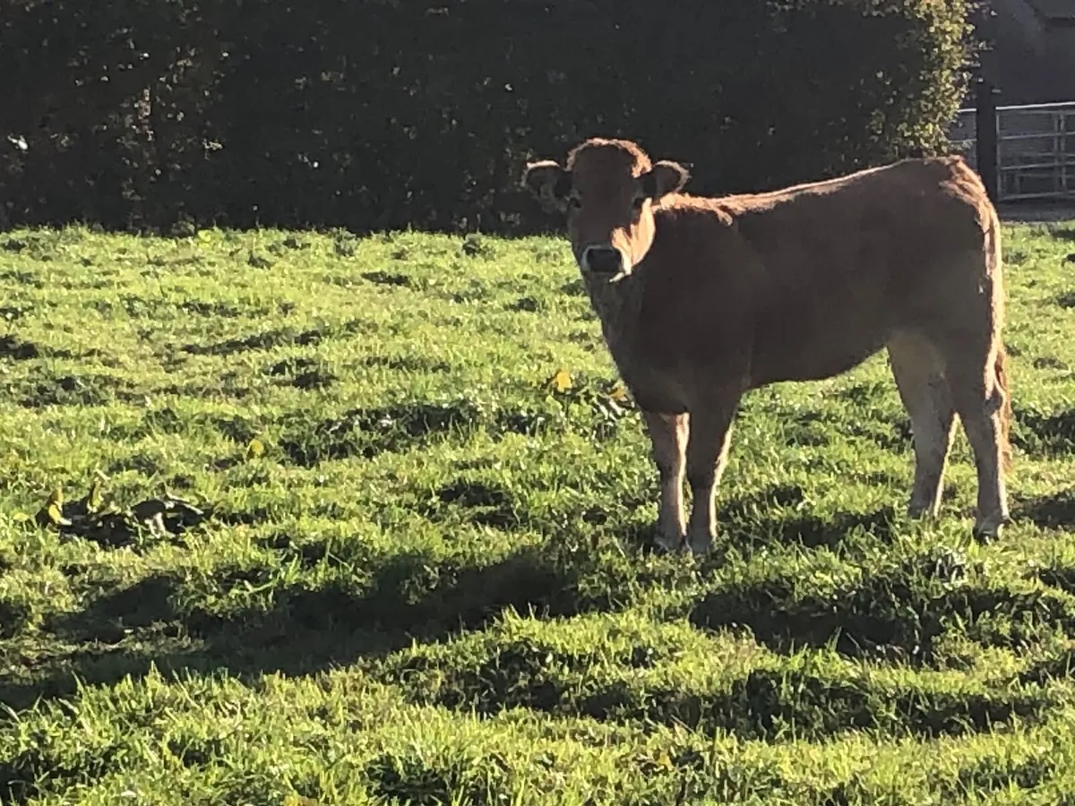 Organic suckler heifers - Image 3