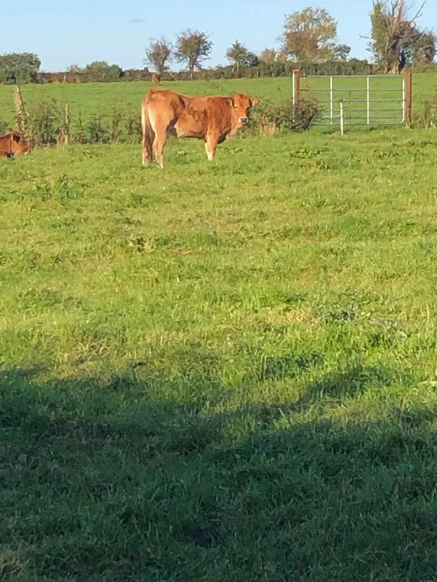 Organic suckler heifers - Image 4