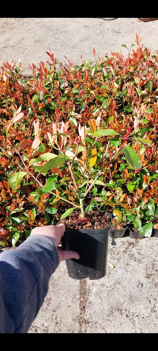 Red Robin Hedging - Image 1