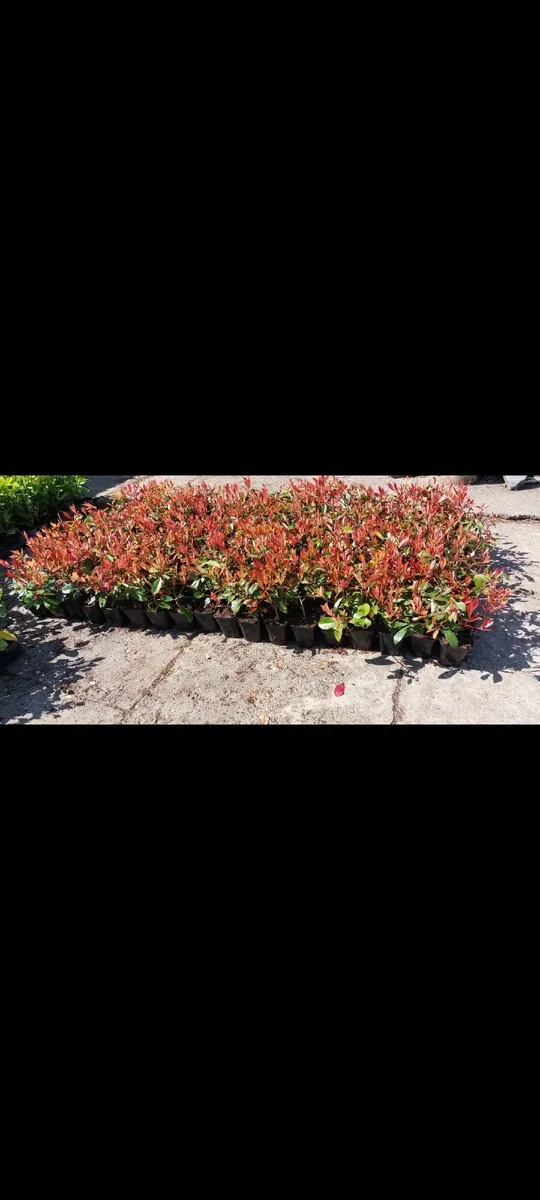 Red Robin Hedging - Image 2