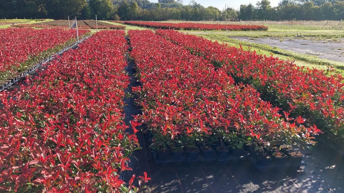 Red Robin Hedging - Image 1