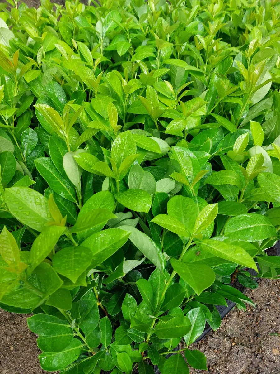 Laurel Hedging - Image 2