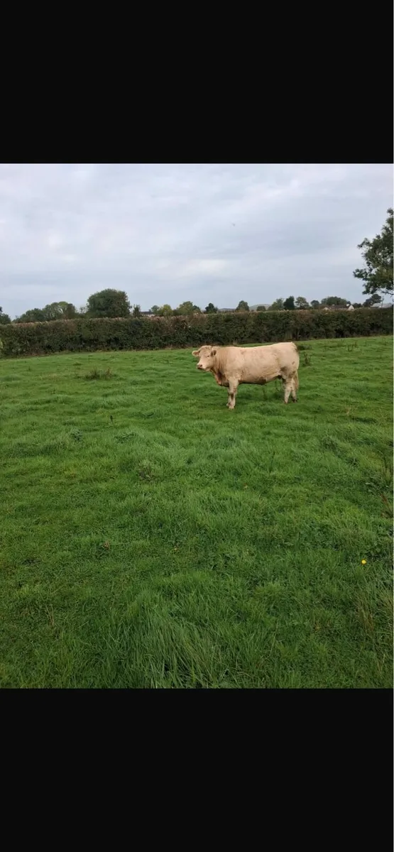 11 springer heifers - Image 1