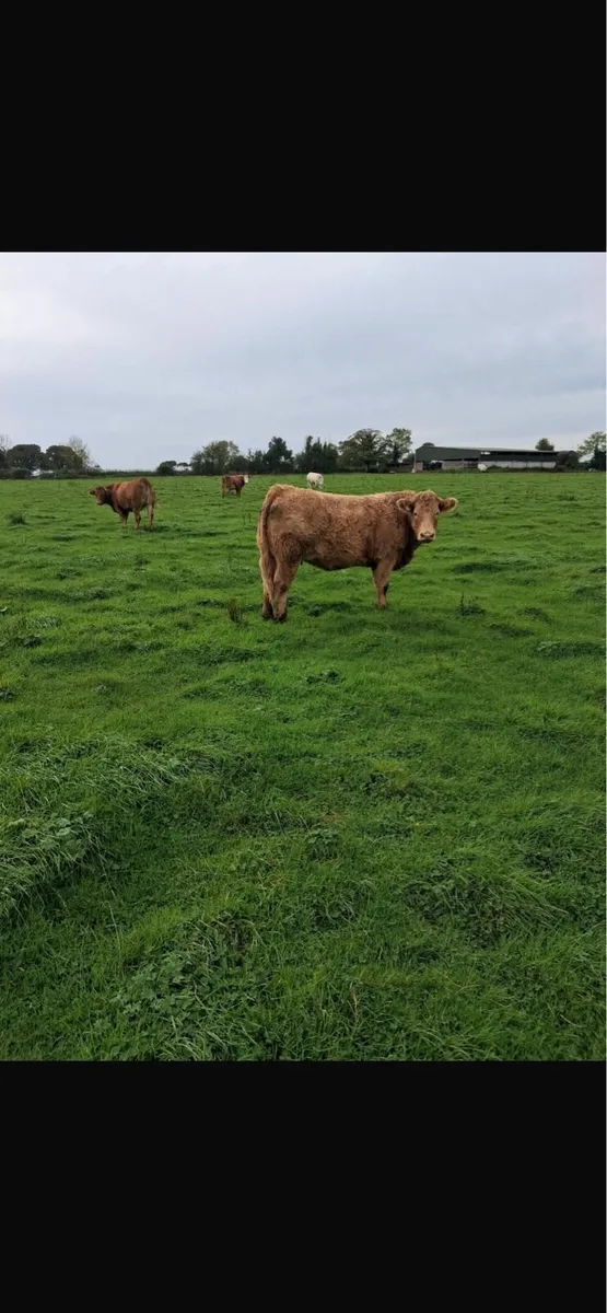 11 springer heifers - Image 2