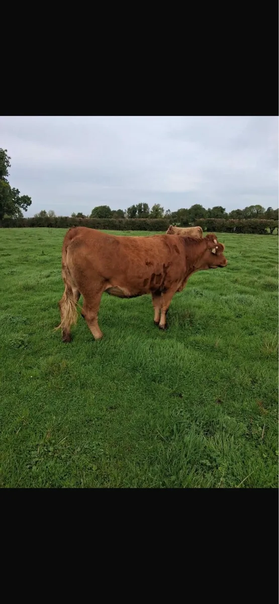 11 springer heifers - Image 3