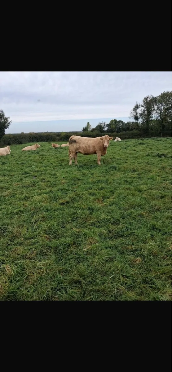 11 springer heifers - Image 4