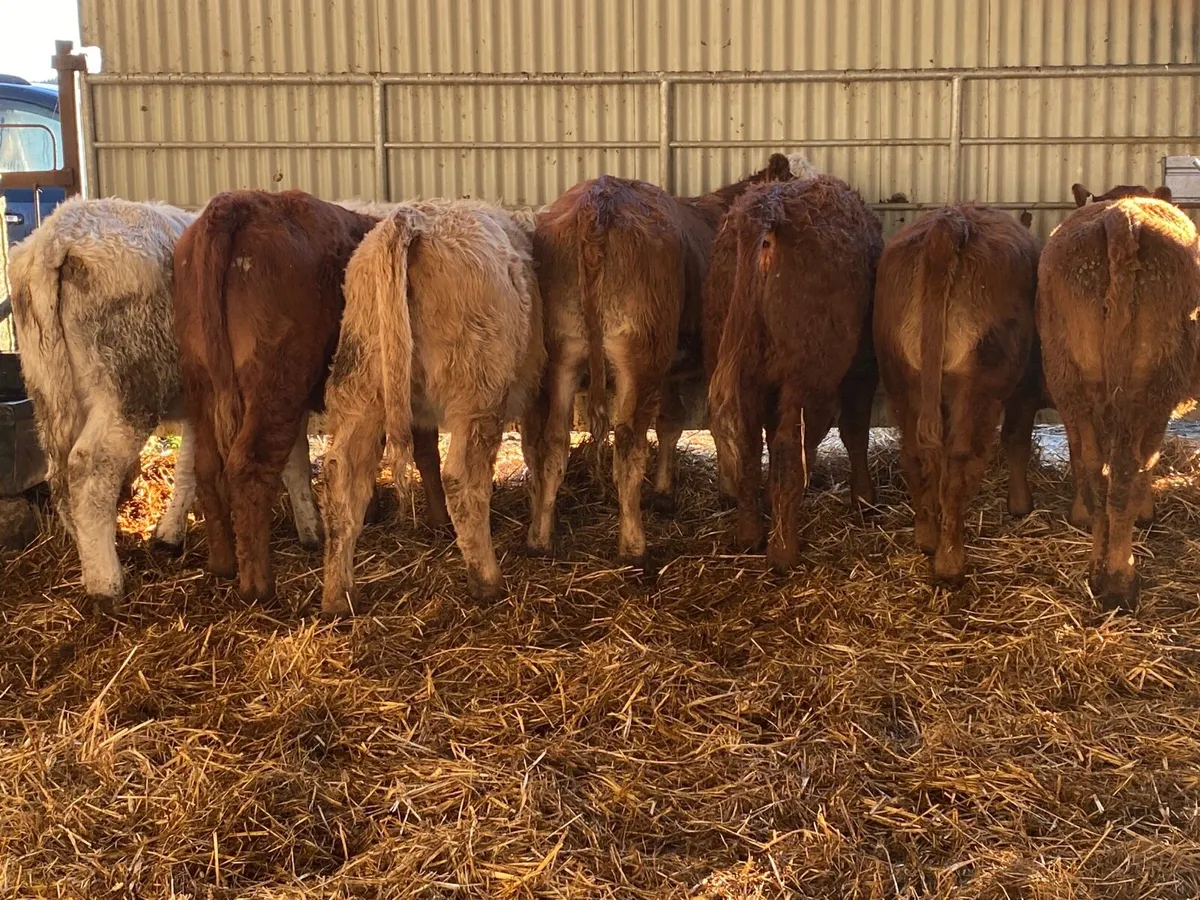 8 Super Heifer Weanlings - Image 2