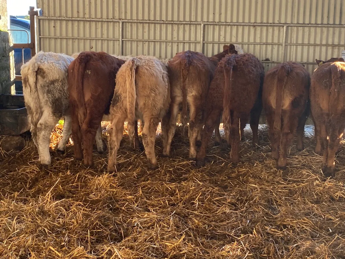 8 Super Heifer Weanlings - Image 3