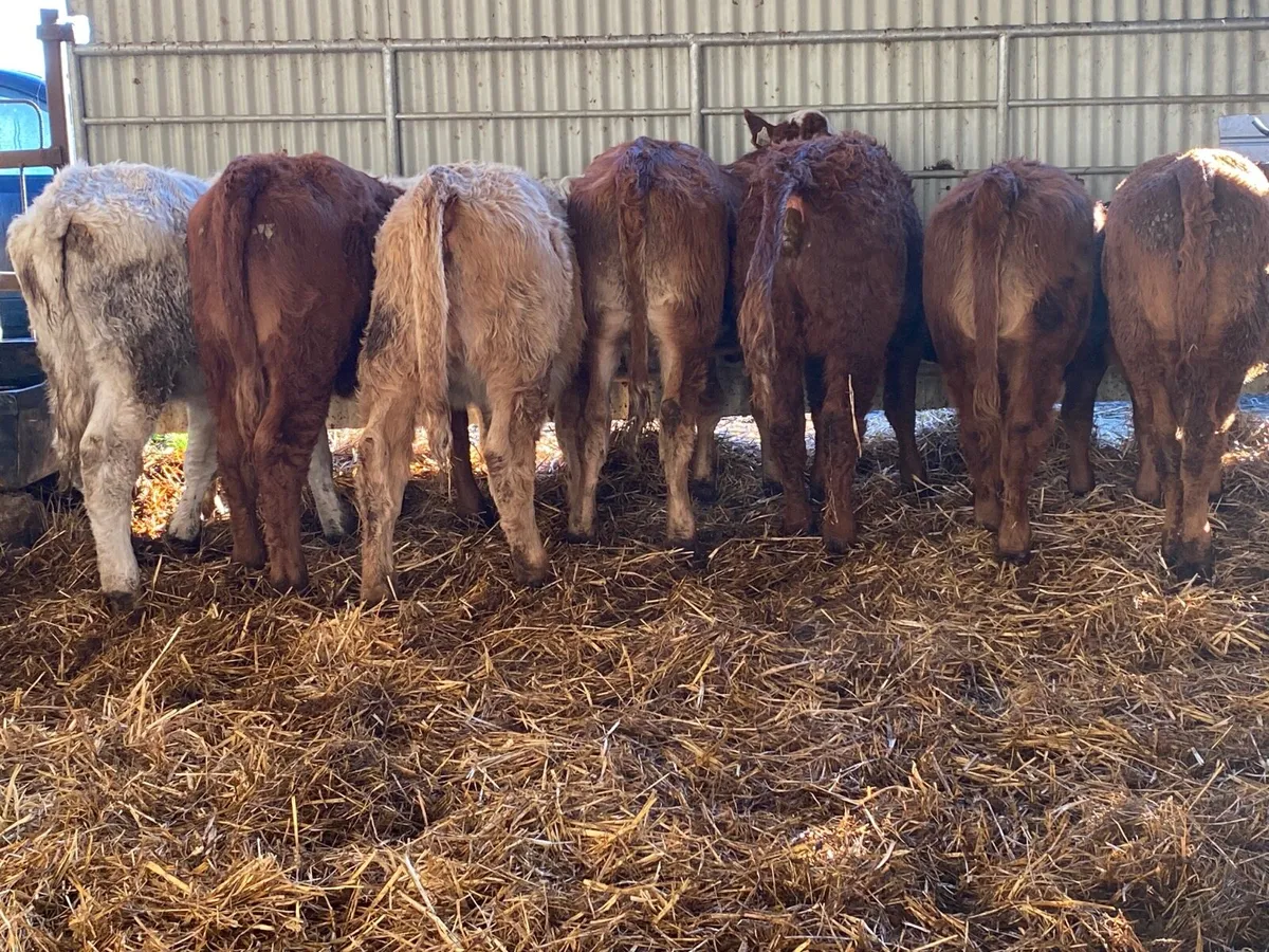 8 Super Heifer Weanlings - Image 1