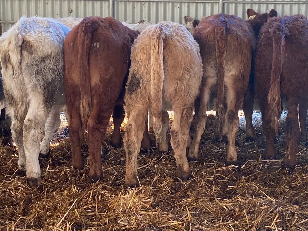 8 Super Heifer Weanlings - Image 4