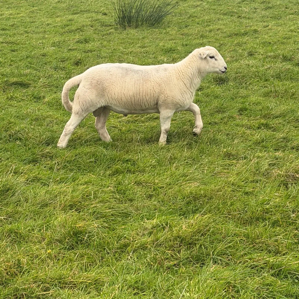 Easycare easy care organic ram lambs - Image 1