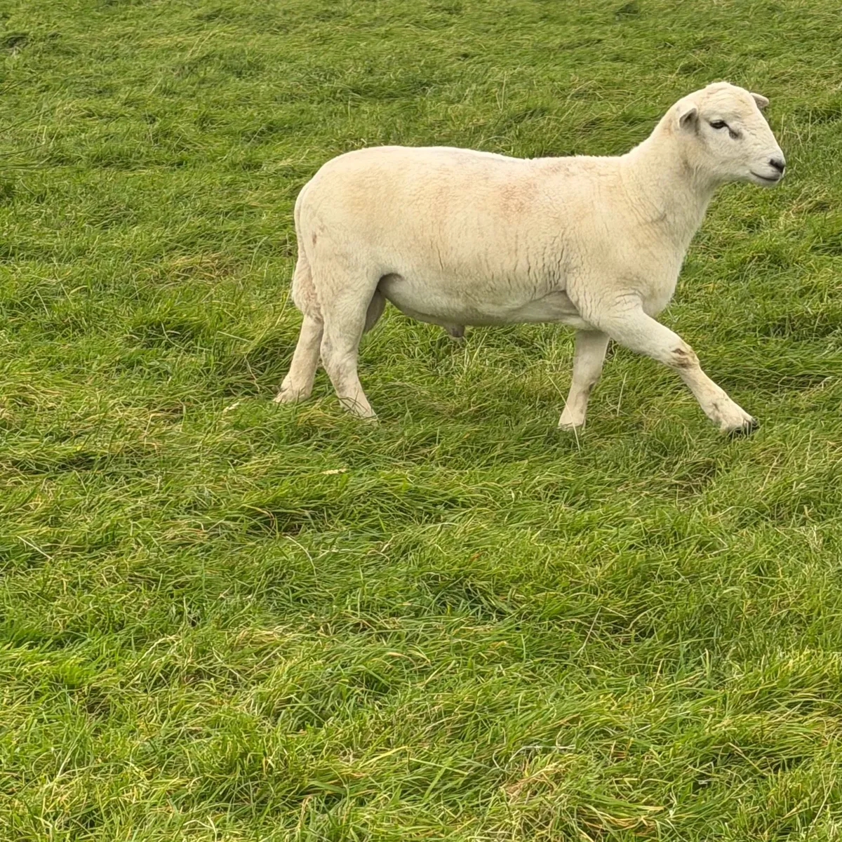Easycare easy care organic ram lambs - Image 3