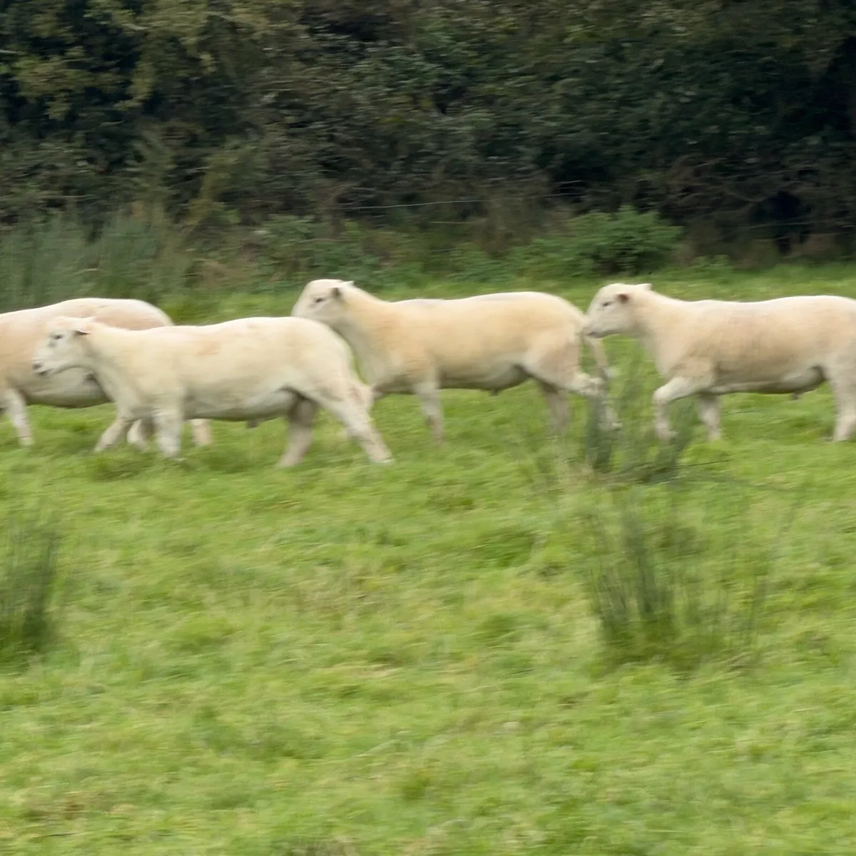Easycare easy care organic ram lambs - Image 4