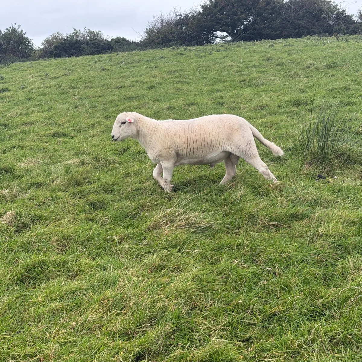 Easycare easy care organic ram lambs - Image 2