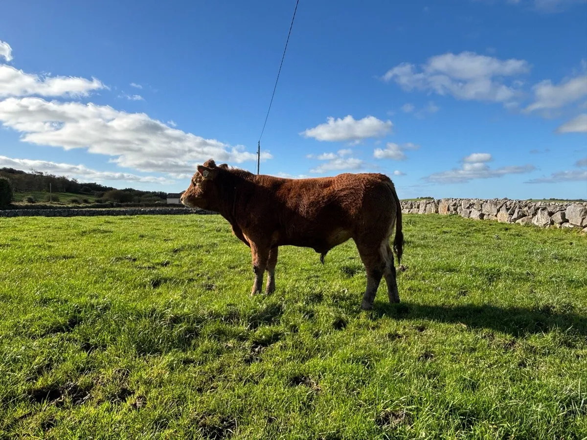Limousin Bulls - Image 3